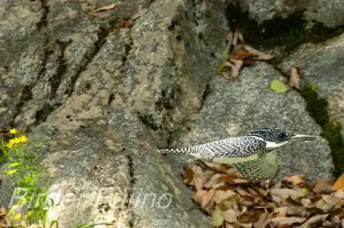 BORG71FLで撮影したヤマセミの飛翔写真画像(トビモノ)