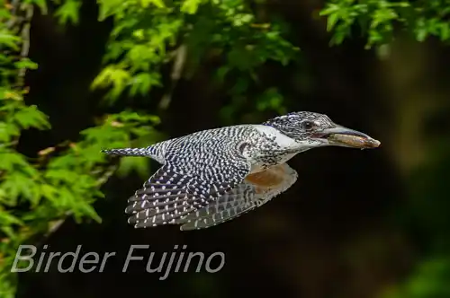 BORG71FLで撮影したヤマセミの飛翔写真画像(トビモノ)