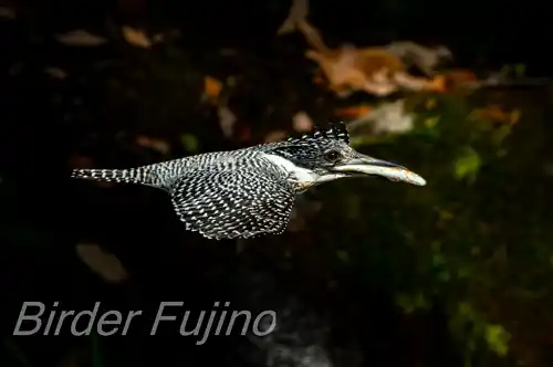 BORG71FLで撮影したヤマセミの飛翔写真画像(トビモノ)