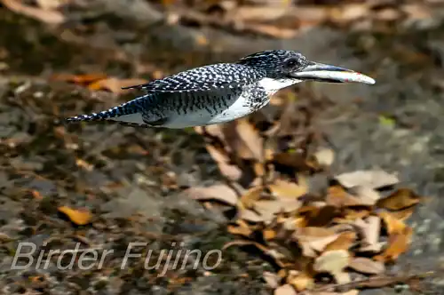 BORG71FLで撮影したヤマセミの飛翔写真画像(トビモノ)