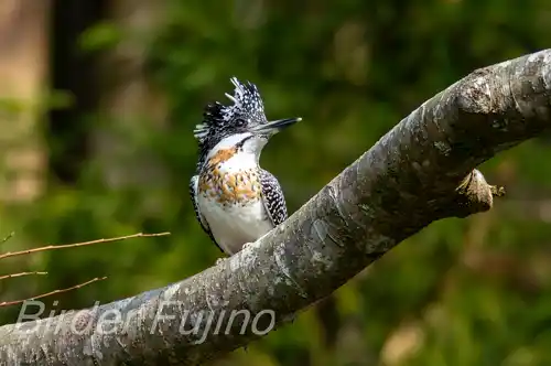 AFボーグ BORG71FLで撮影したヤマセミの写真画像