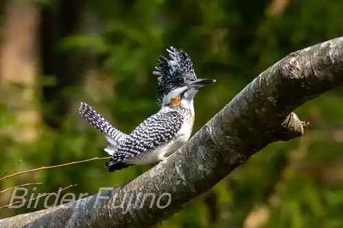 AFボーグ BORG71FLで撮影したヤマセミの写真画像