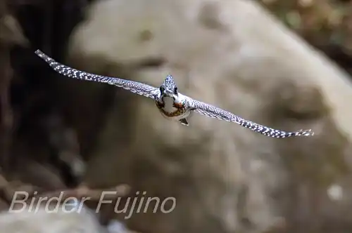 AFボーグ BORG71FLで撮影したヤマセミの飛翔写真画像(トビモノ)