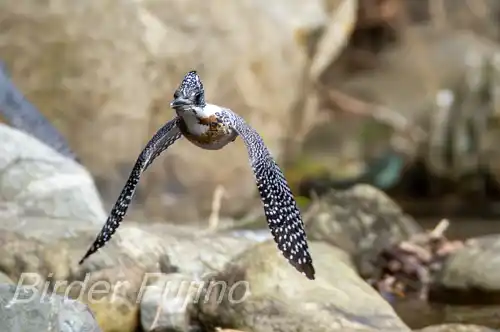 AFボーグ BORG71FLで撮影したヤマセミの飛翔写真画像(トビモノ)