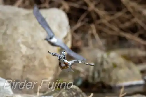 AFボーグ BORG71FLで撮影したヤマセミの飛翔写真画像(トビモノ)