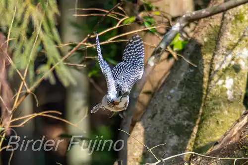 AFボーグ BORG71FLで撮影したヤマセミの飛翔写真画像(トビモノ)