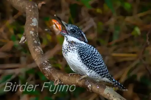 BORG125SDで撮影したヤマセミの写真画像