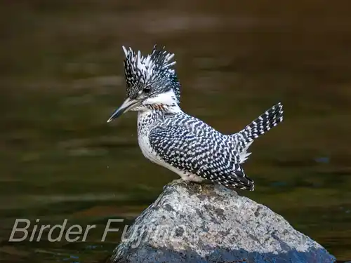 BORG125SDで撮影したヤマセミの写真画像