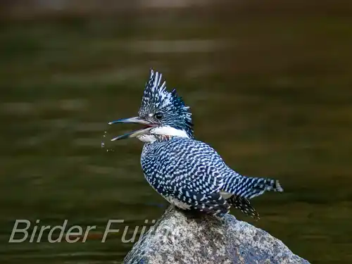 BORG125SDで撮影したヤマセミの写真画像