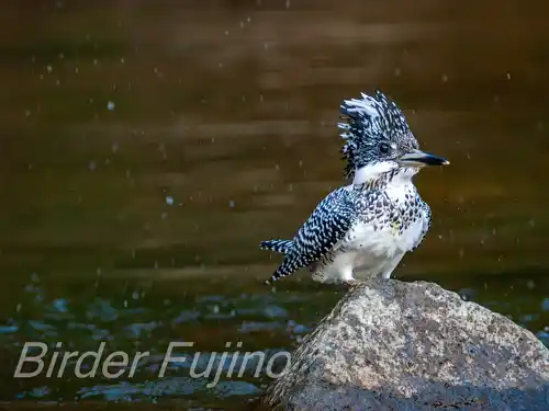 BORG125SDで撮影したヤマセミの写真画像