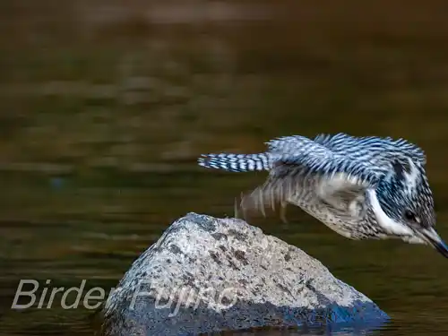 BORG125SDで撮影したヤマセミの写真画像