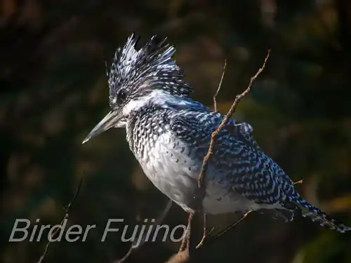 BORG125SDで撮影したヤマセミの写真画像