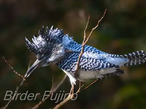 BORG125SDで撮影したヤマセミの写真画像