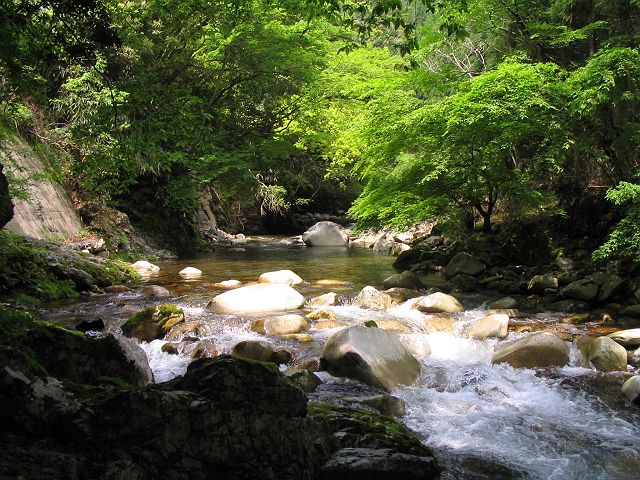 十津川・芦廼瀬川支流・大野川