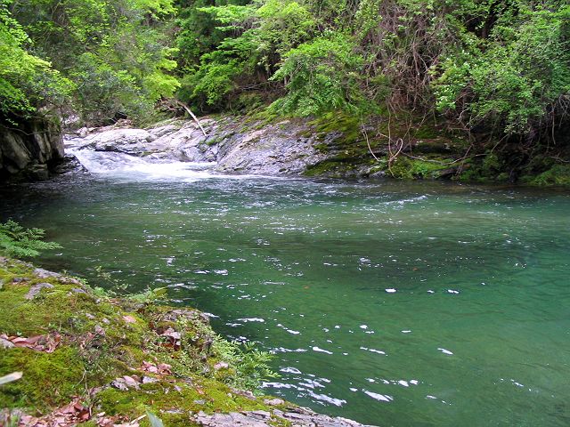 十津川・芦廼瀬川支流・大野川