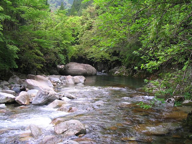 十津川・芦廼瀬川支流・大野川