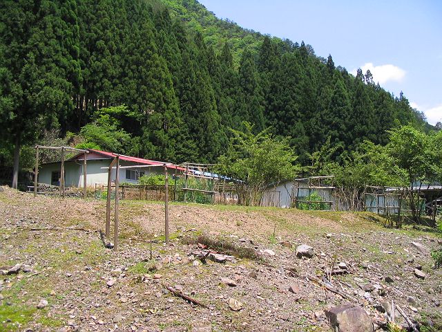 十津川・神納川支流・小井谷