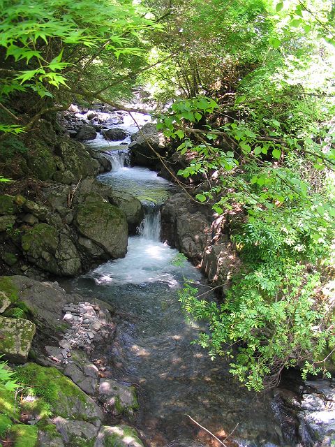 十津川・神納川支流・小井谷