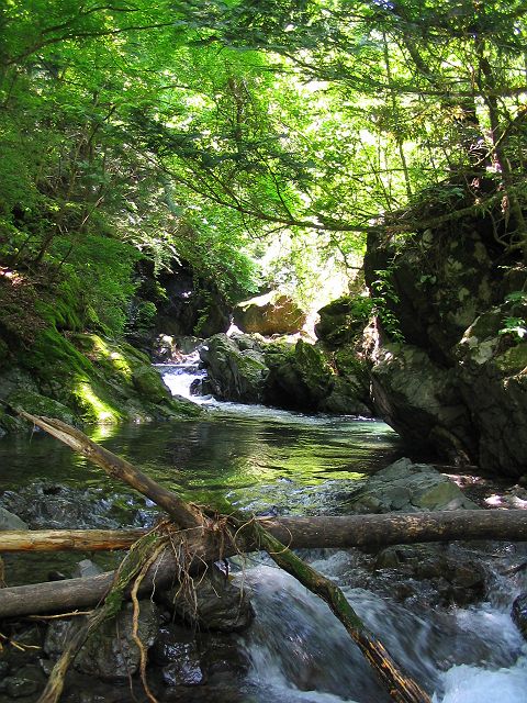 十津川・神納川支流・小井谷