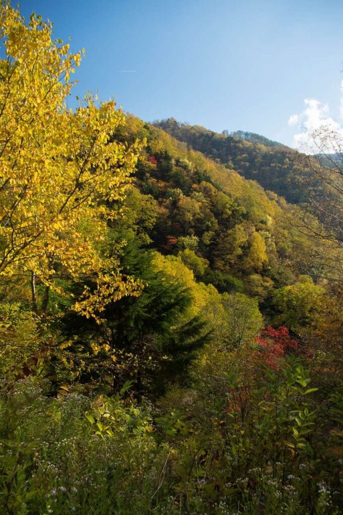 しらびそ高原