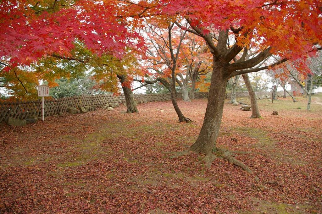 彦根城と紅葉