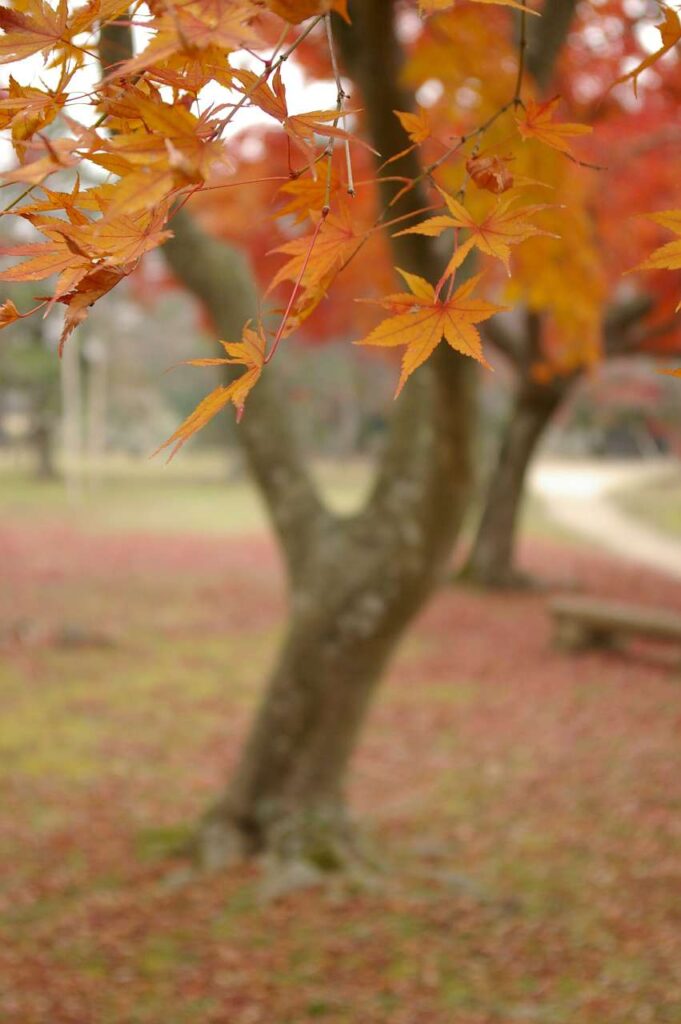 彦根城と紅葉