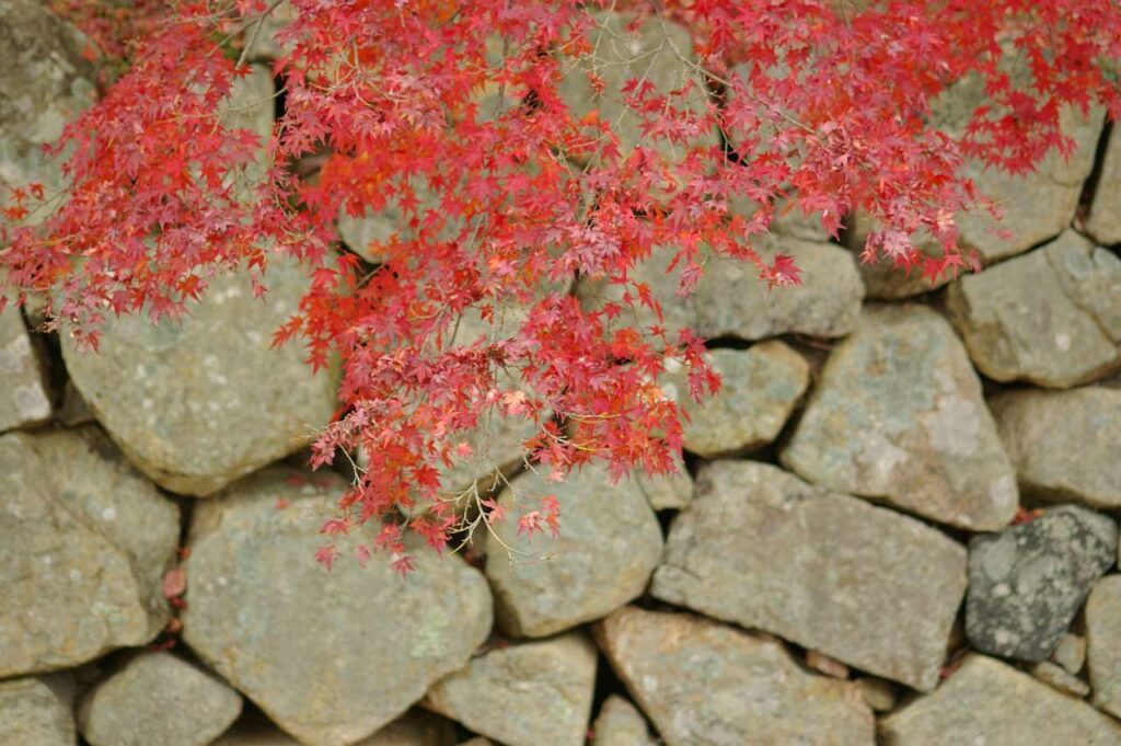 彦根城と紅葉