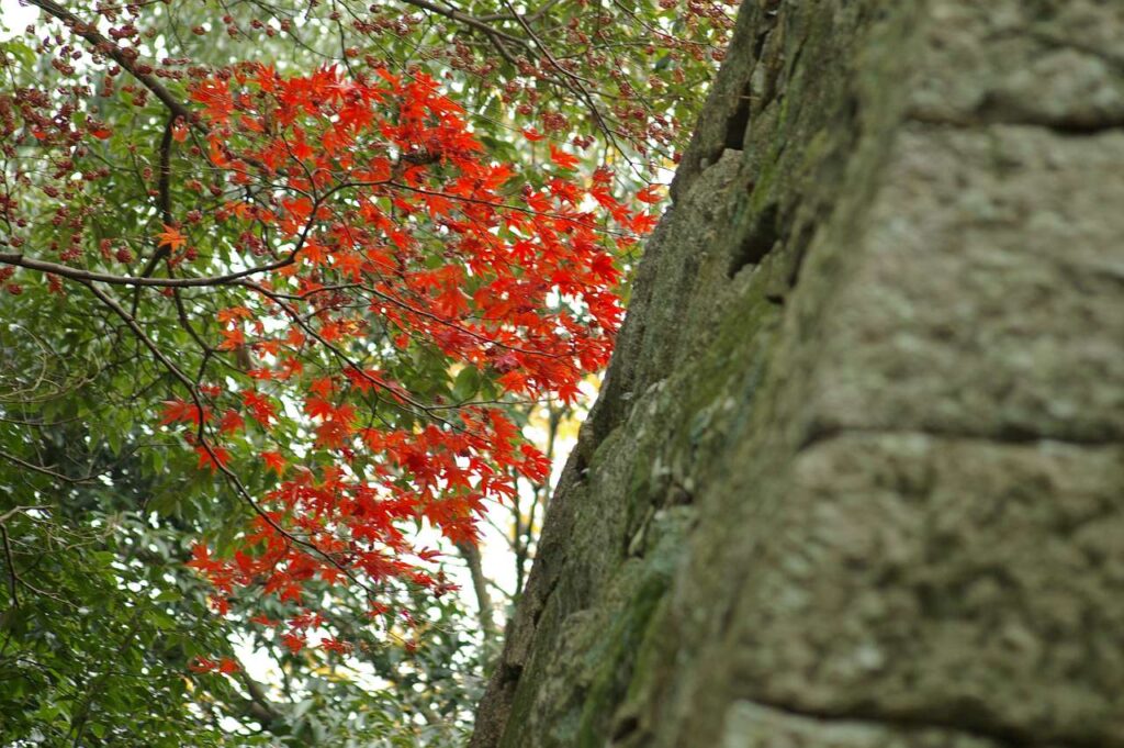 彦根城と紅葉