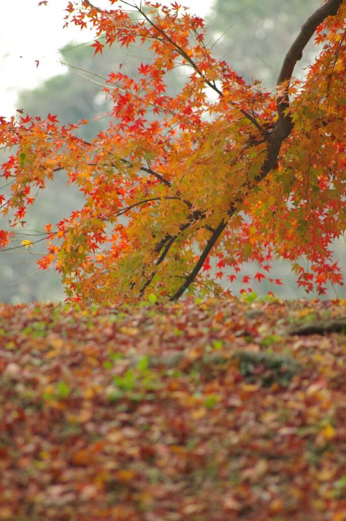 彦根城と紅葉