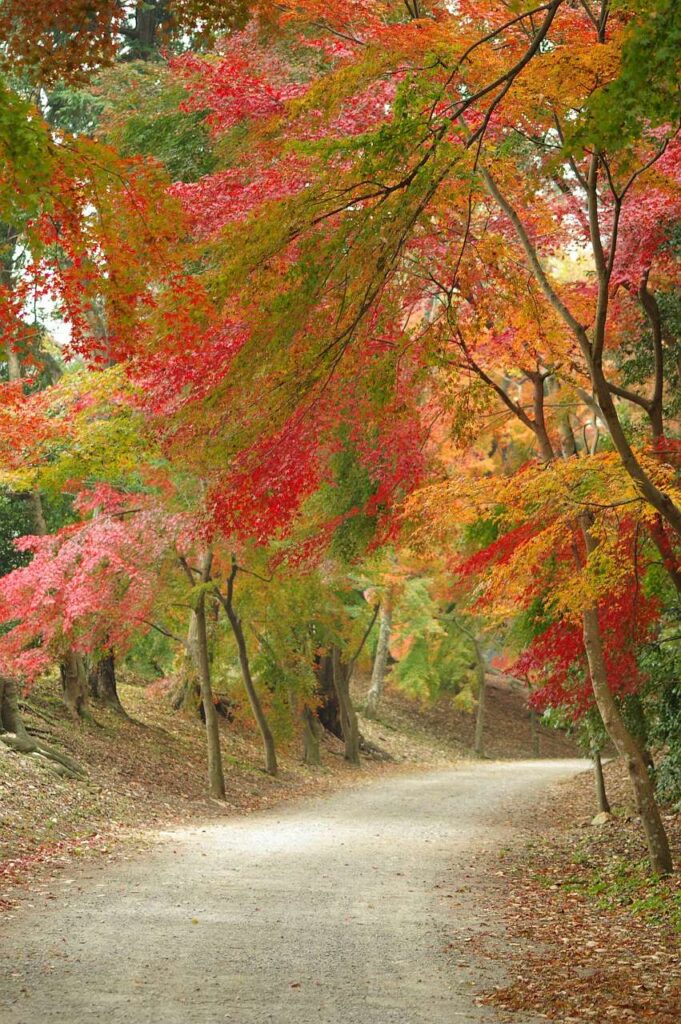 彦根城と紅葉