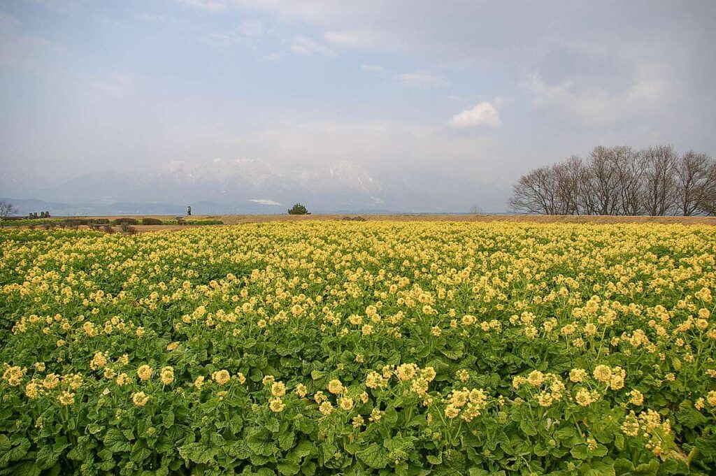 滋賀県守山市菜の花畑