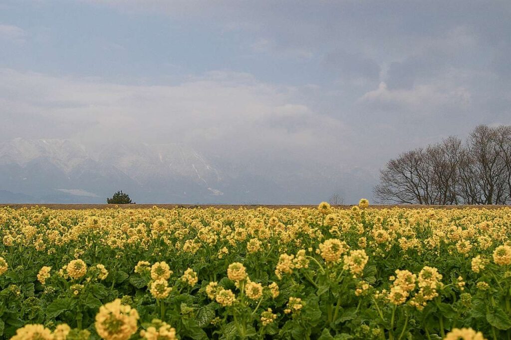 滋賀県守山市菜の花畑