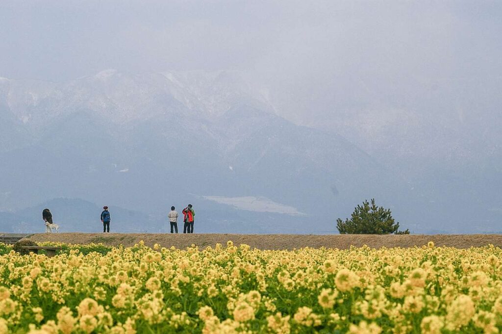 滋賀県守山市菜の花畑