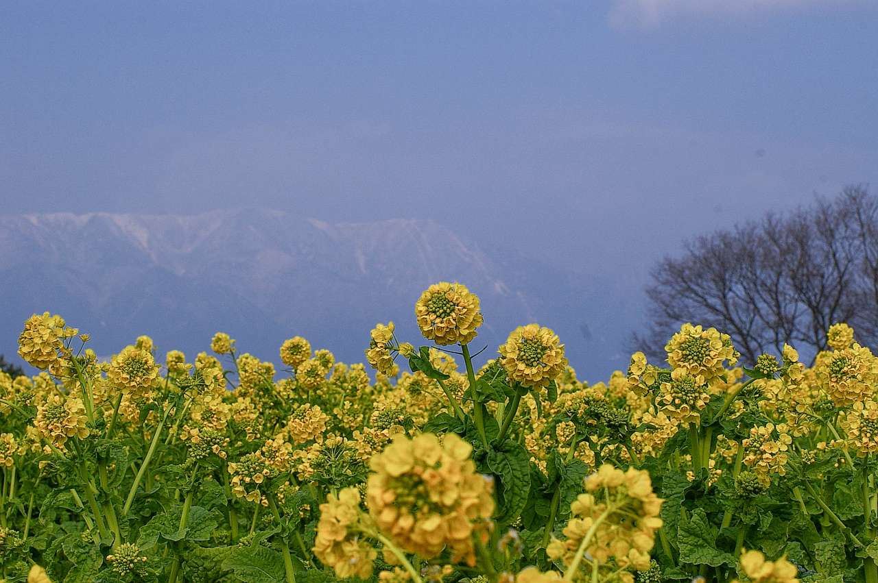 滋賀県守山市菜の花畑