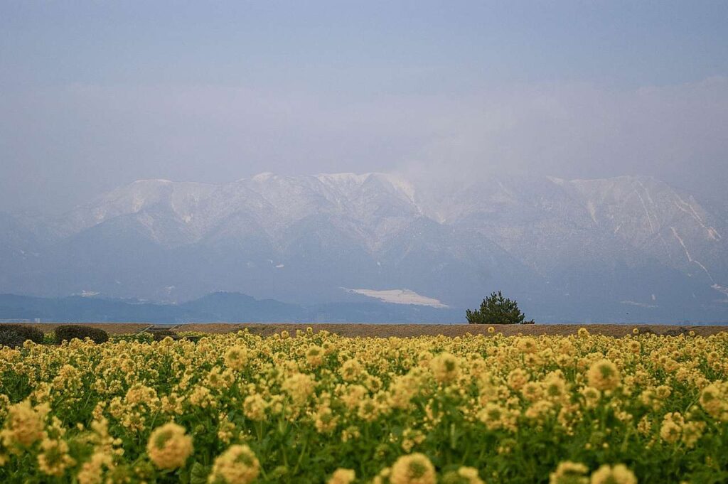 滋賀県守山市菜の花畑