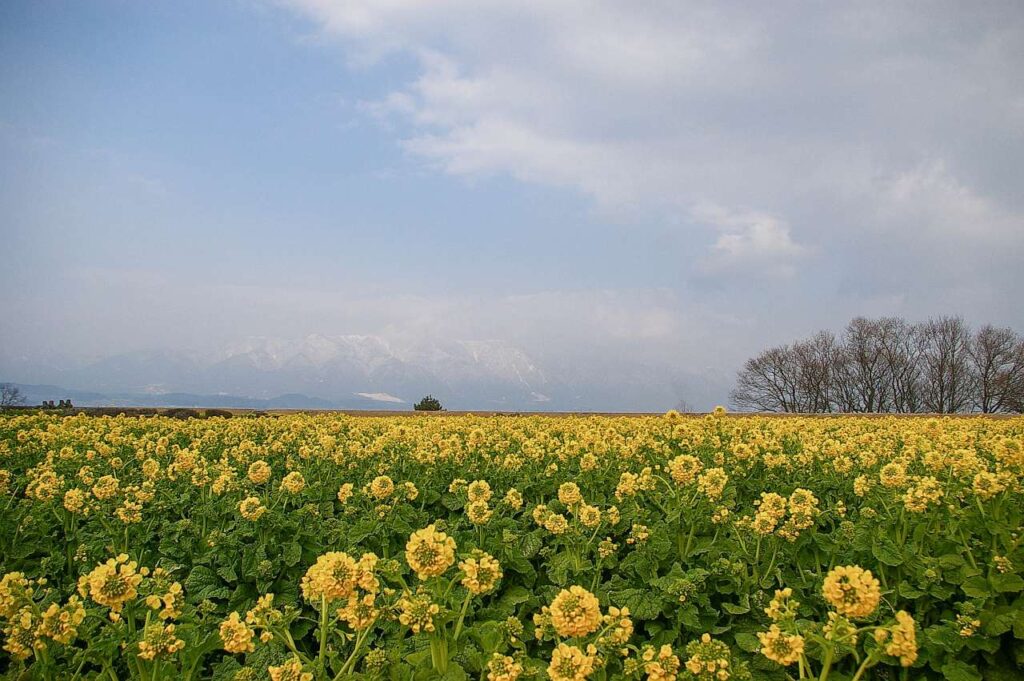 滋賀県守山市菜の花畑