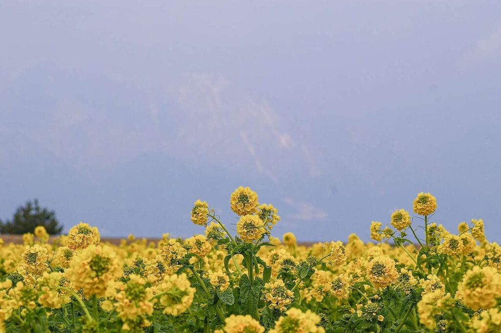 滋賀県守山市菜の花畑