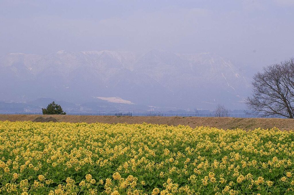 滋賀県守山市菜の花畑