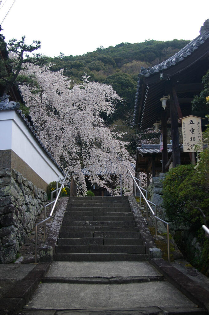 山中渓の町並みと桜風景