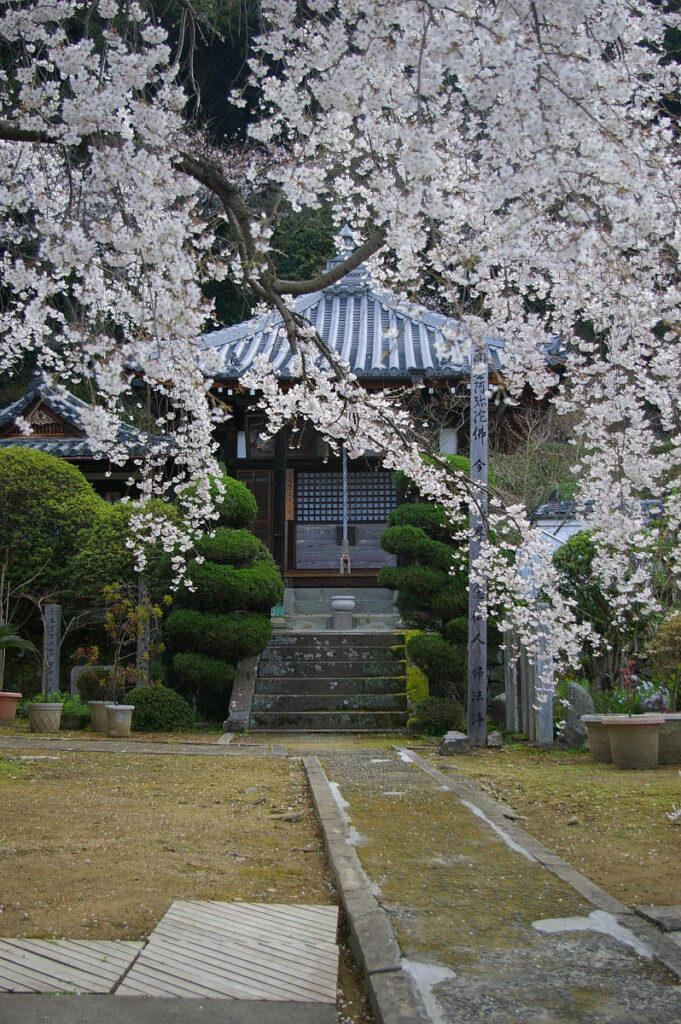 山中渓の町並みと桜風景