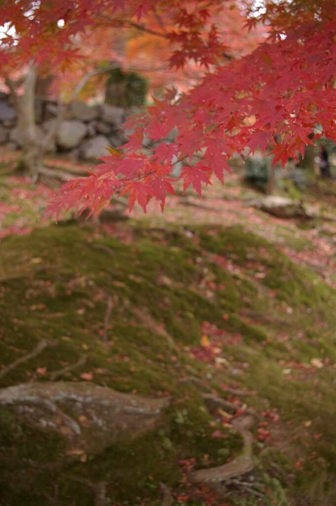 石山寺　紅葉