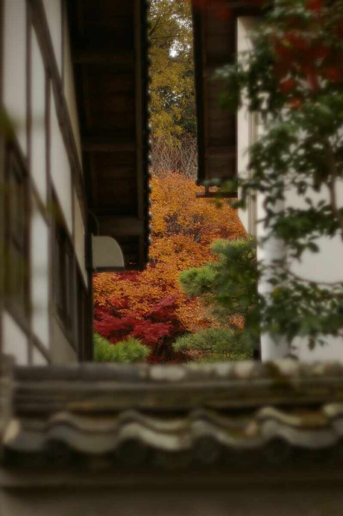 石山寺　紅葉