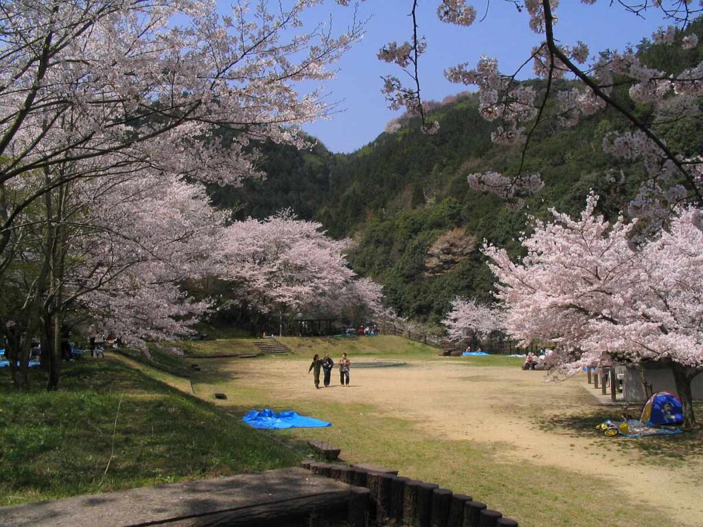 阪南市鳥取池緑地・桜の園