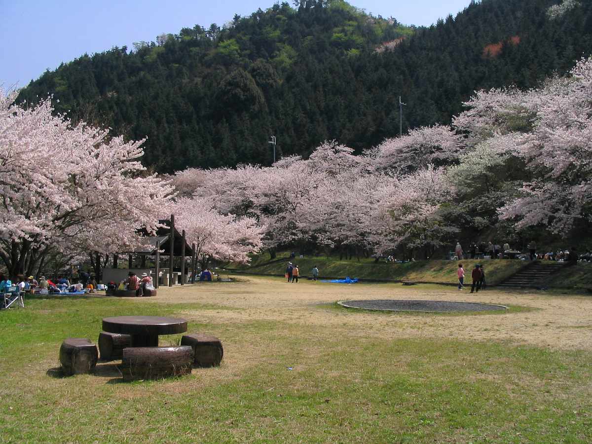 阪南市鳥取池緑地・桜の園