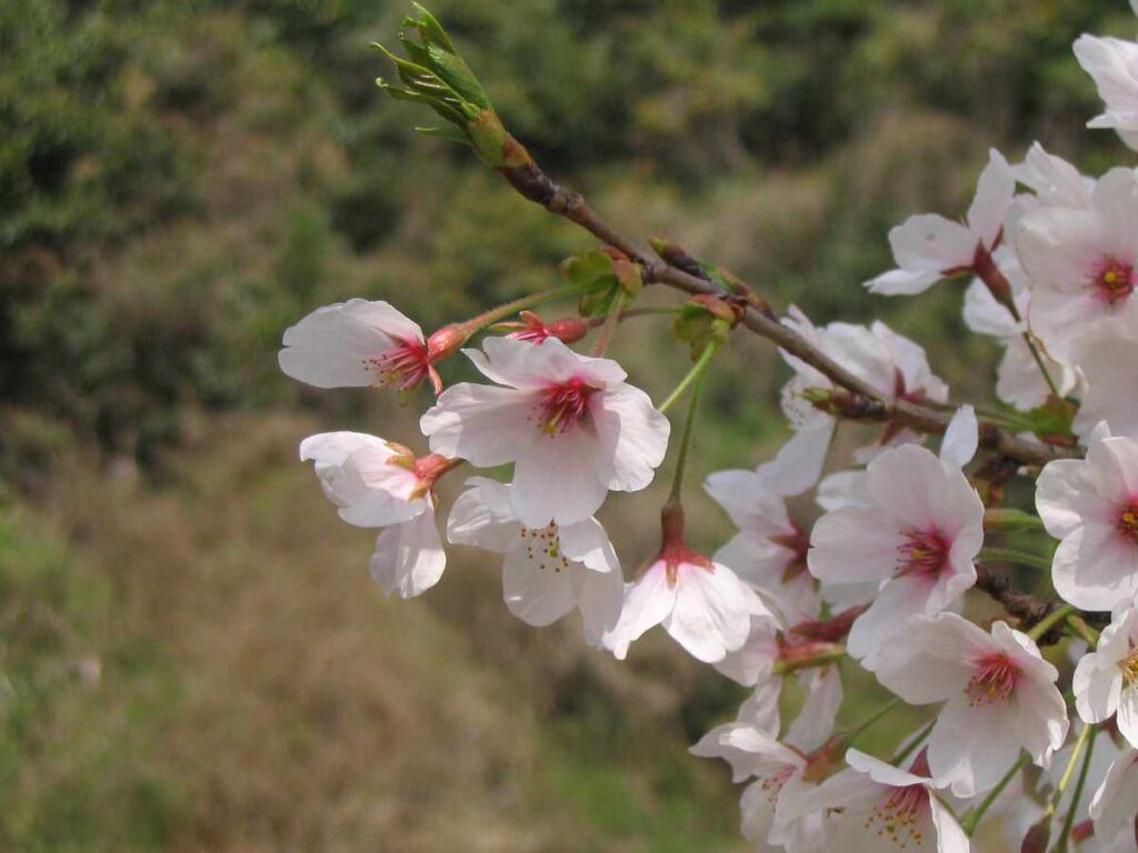 阪南市鳥取池緑地・桜の園