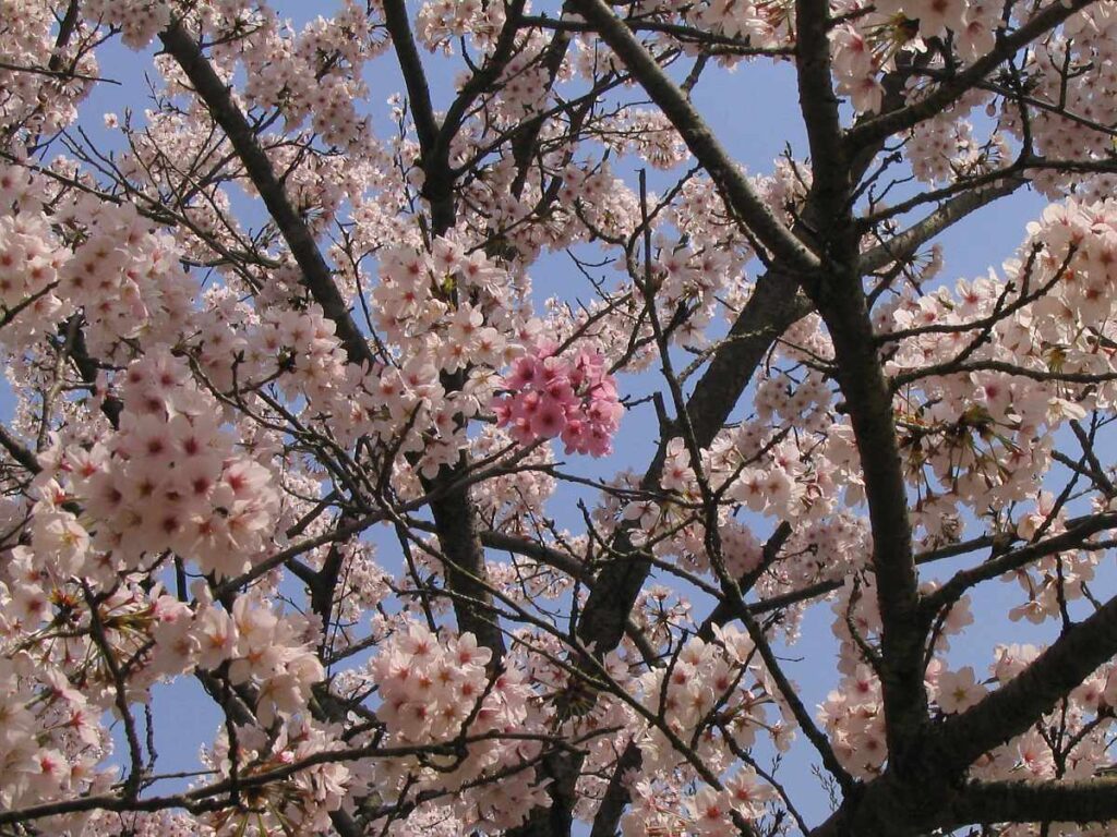 阪南市鳥取池緑地・桜の園