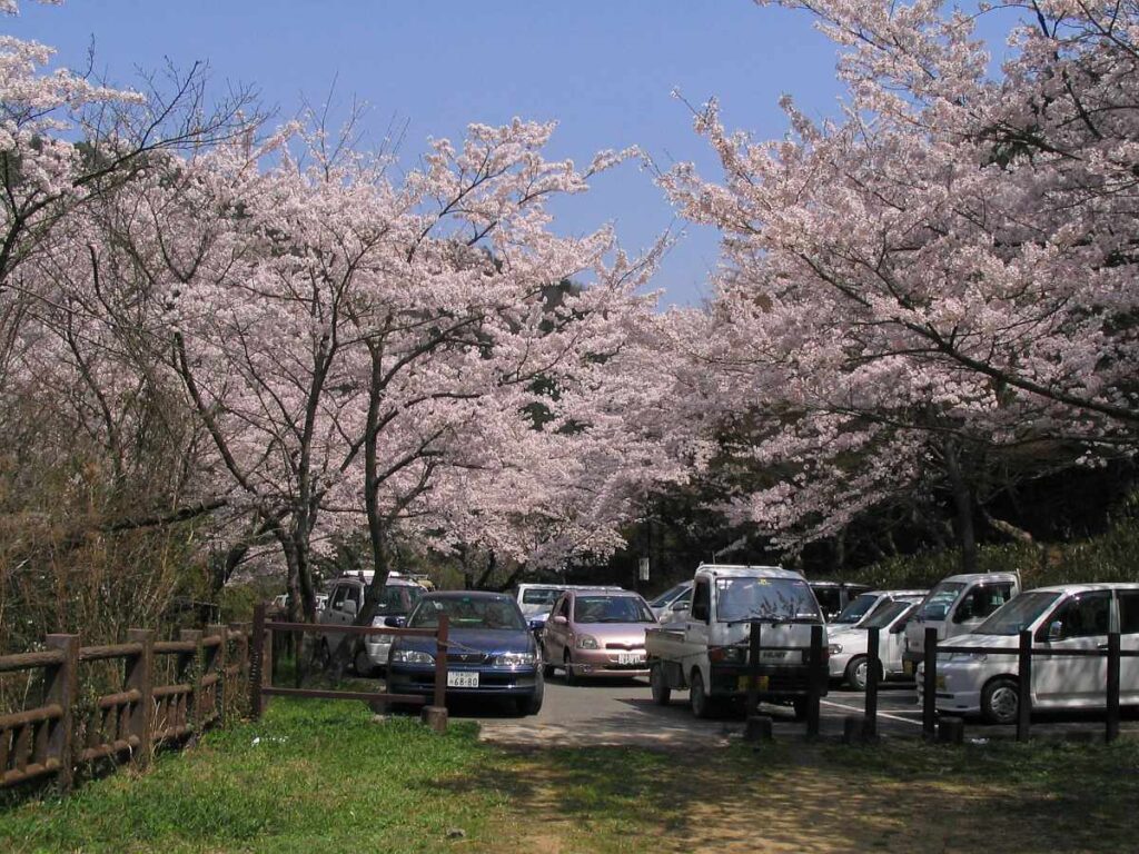 阪南市鳥取池緑地・桜の園