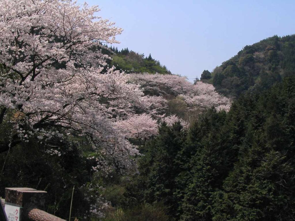 阪南市鳥取池緑地・桜の園