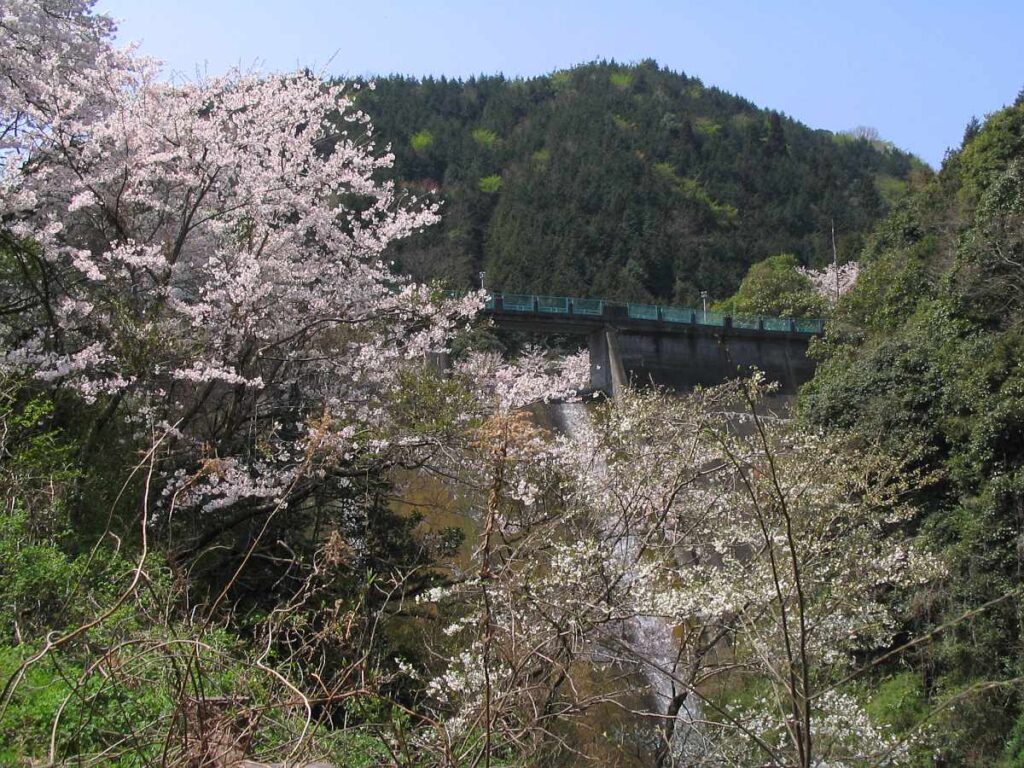 阪南市鳥取池緑地・桜の園