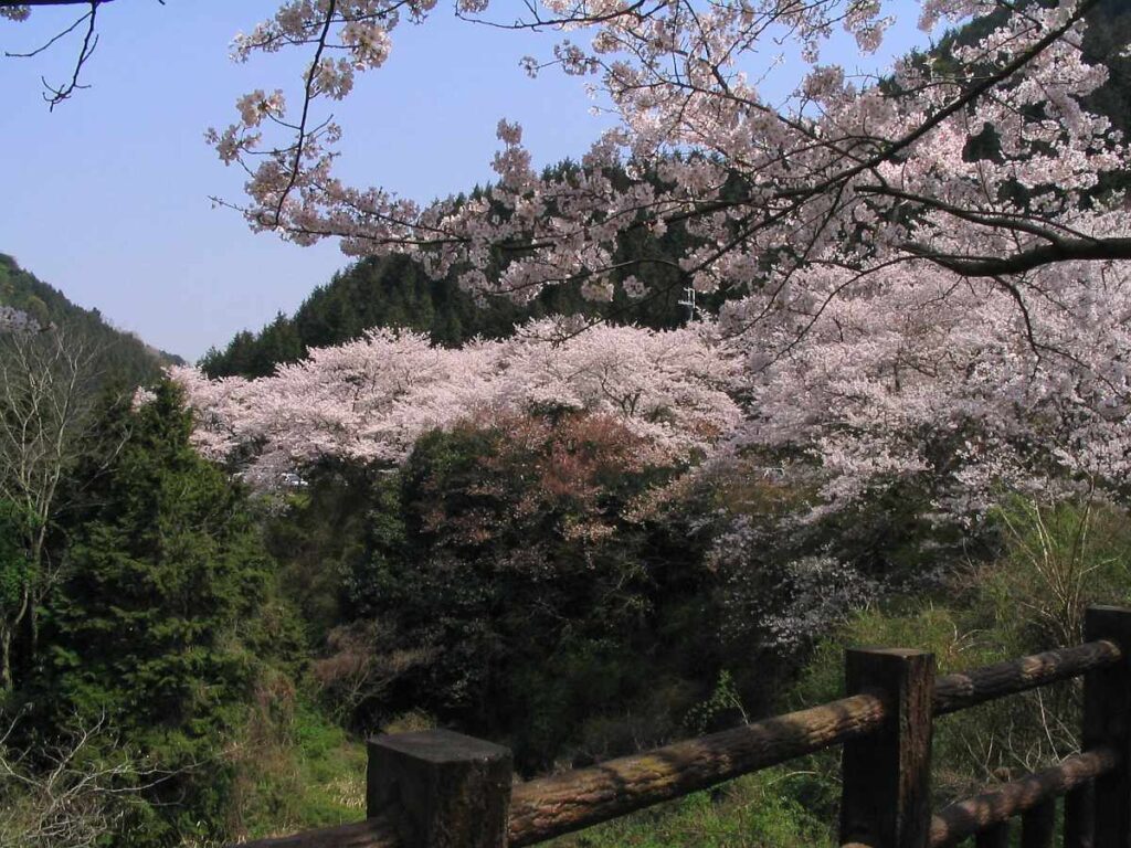 阪南市鳥取池緑地・桜の園